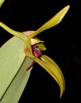 Bulb carunculatum closeup